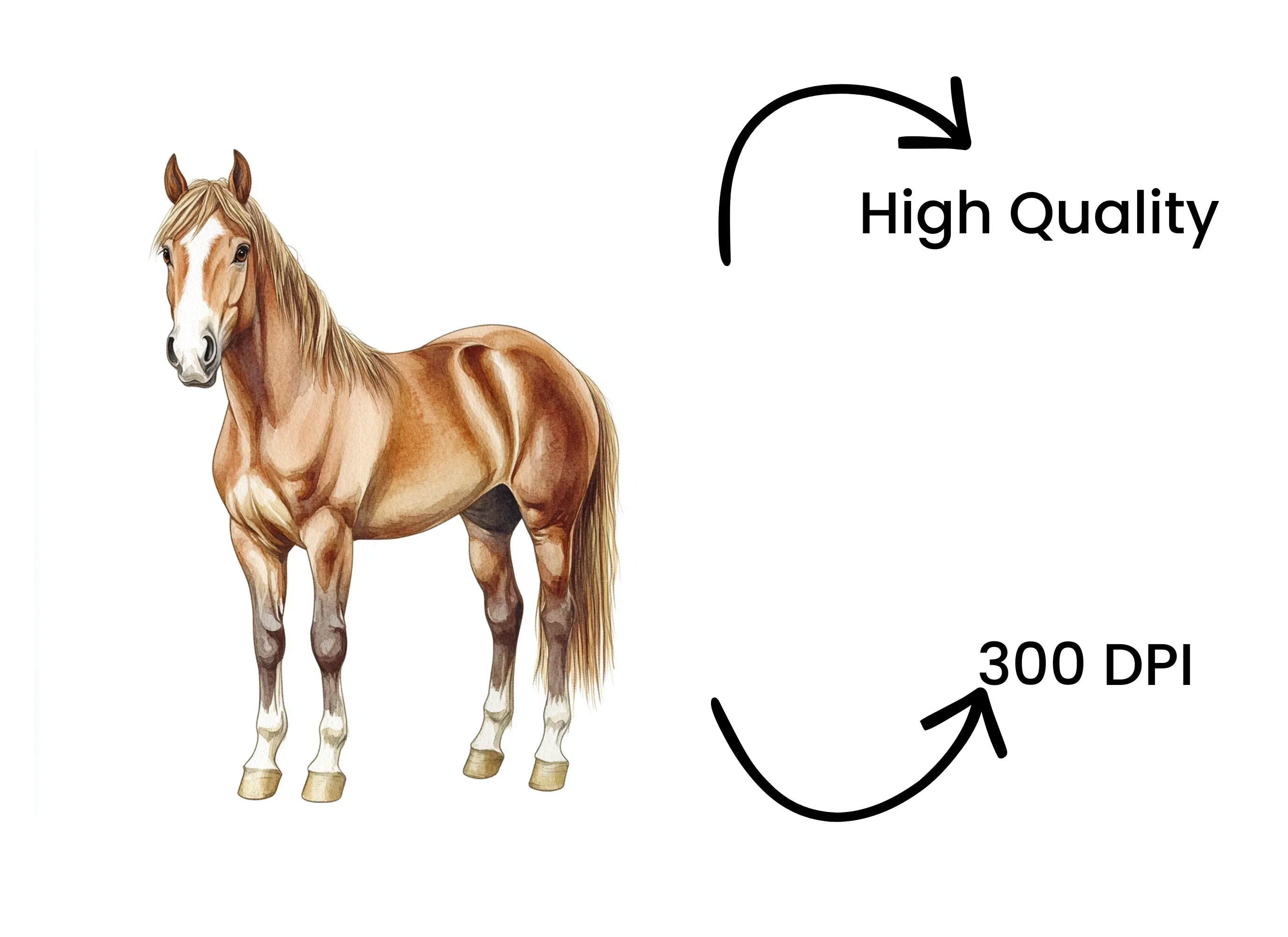 Majestic Horse Breeds Clipart Bundle