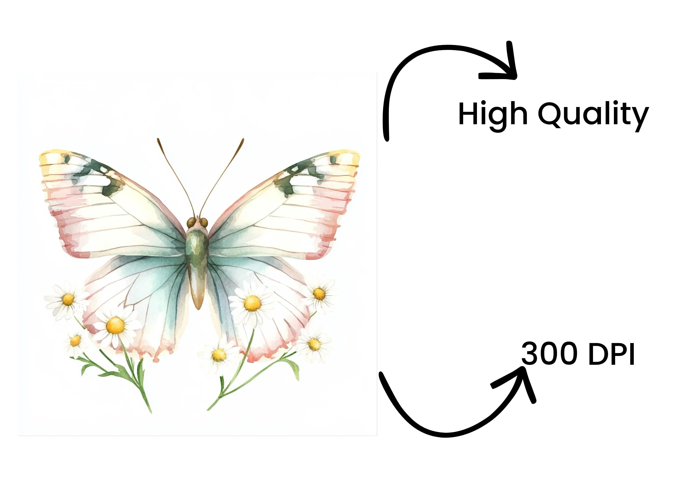 Butterflies and Daisies Clipart Bundle