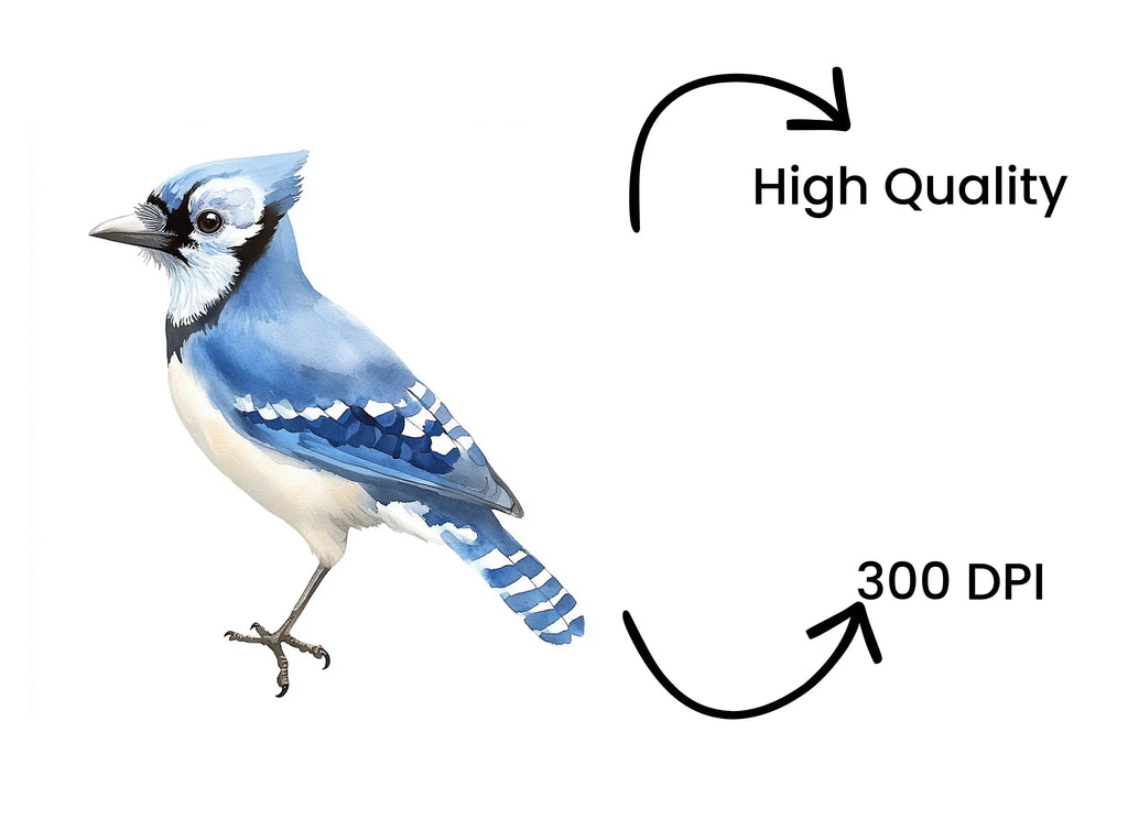 Cute Blue Jay Bird Clipart Bundle