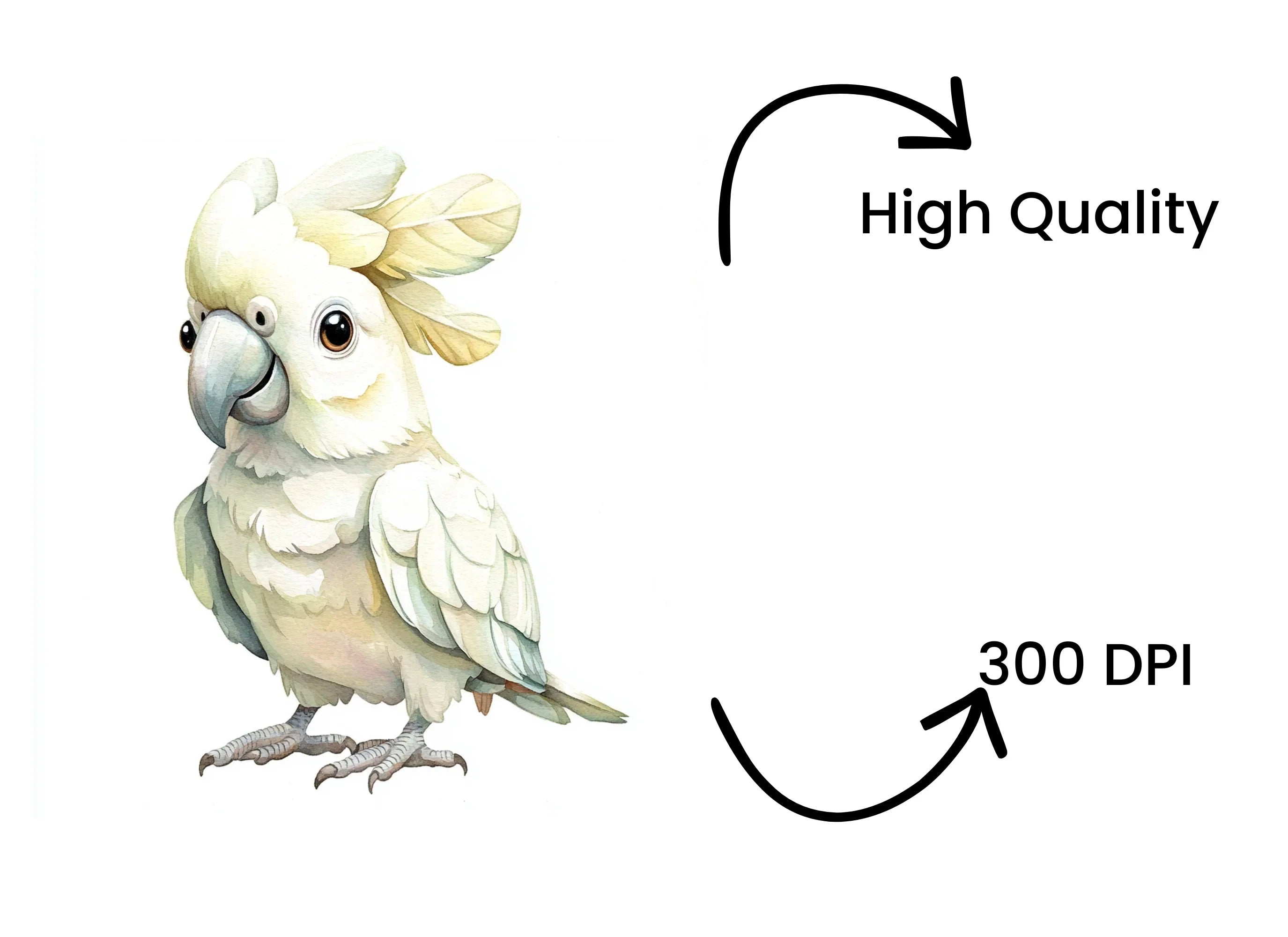 Cute White Cockatoo Clipart Bundle