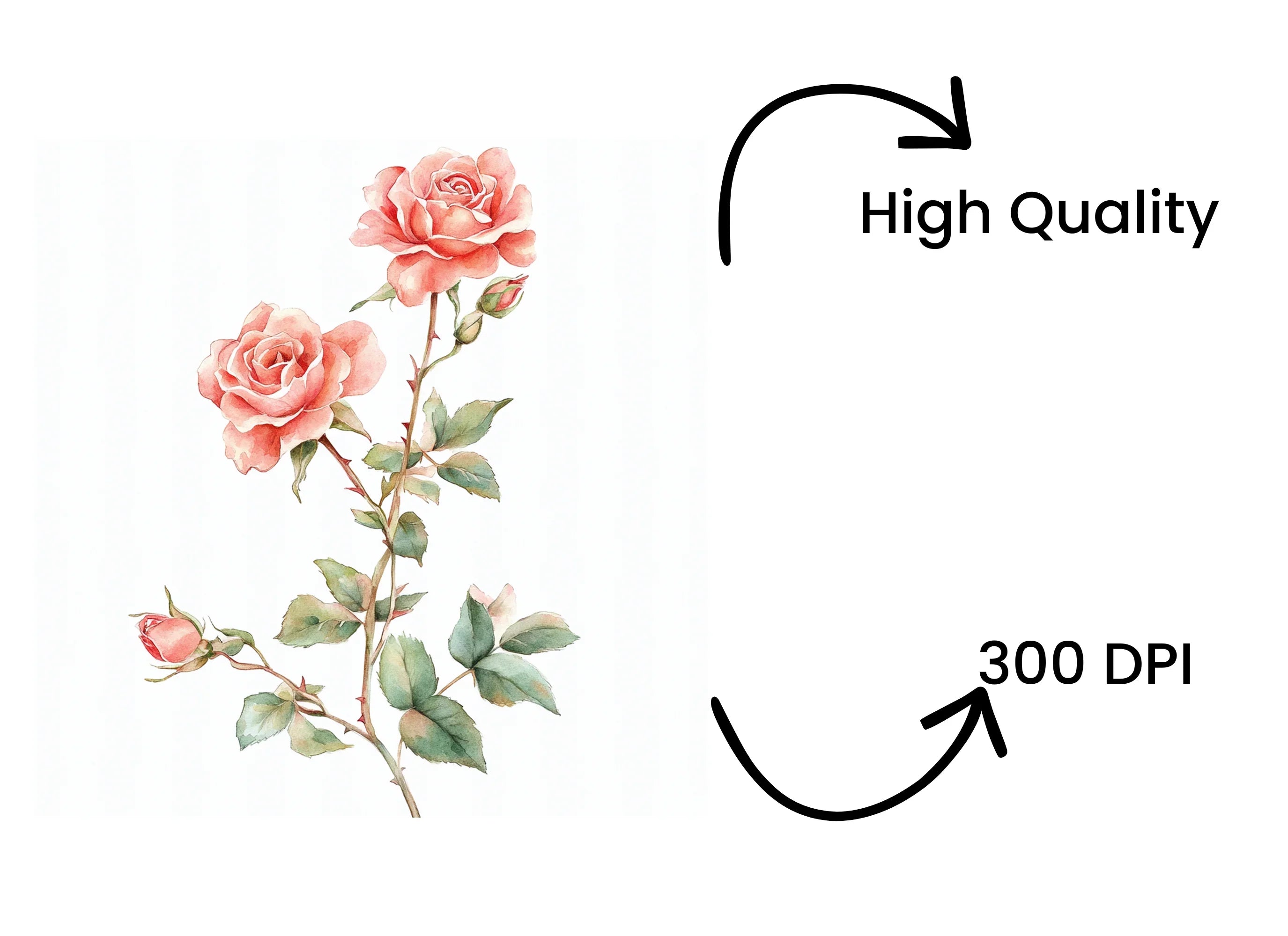 Pink Rose Clipart Bundle