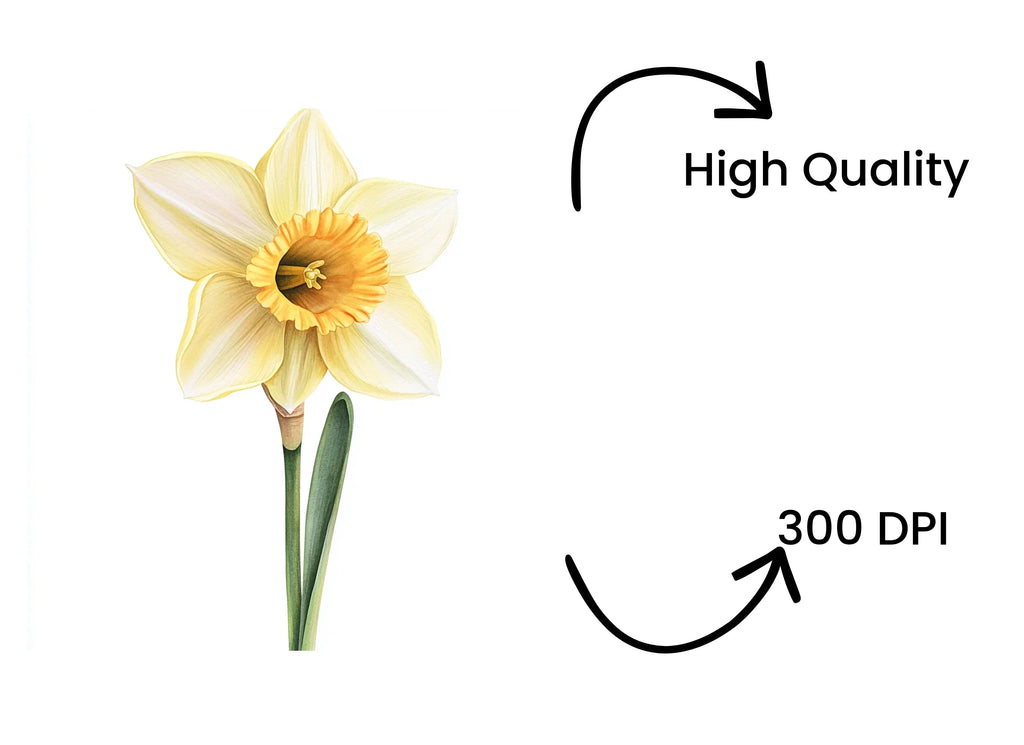 Elegant Daffodil Flower Clipart Bundle