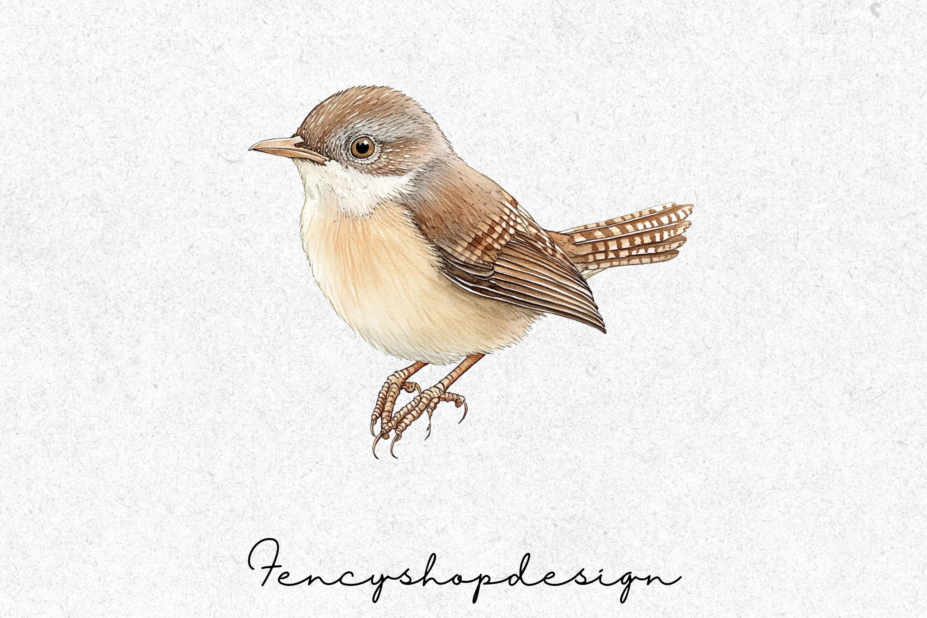 Brown Wren Bird Clipart Bundle