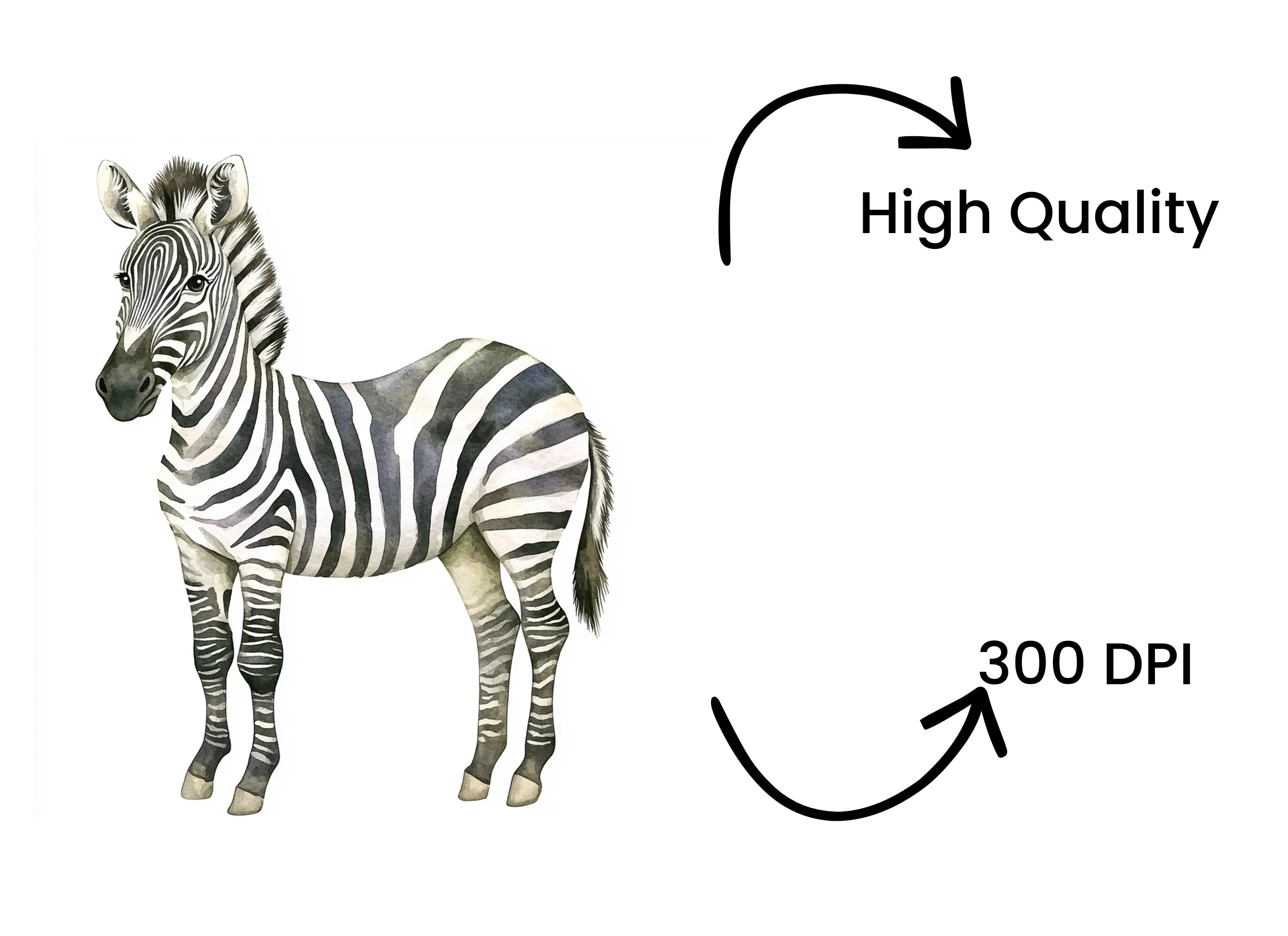 Zebra Illustration Clipart Bundle