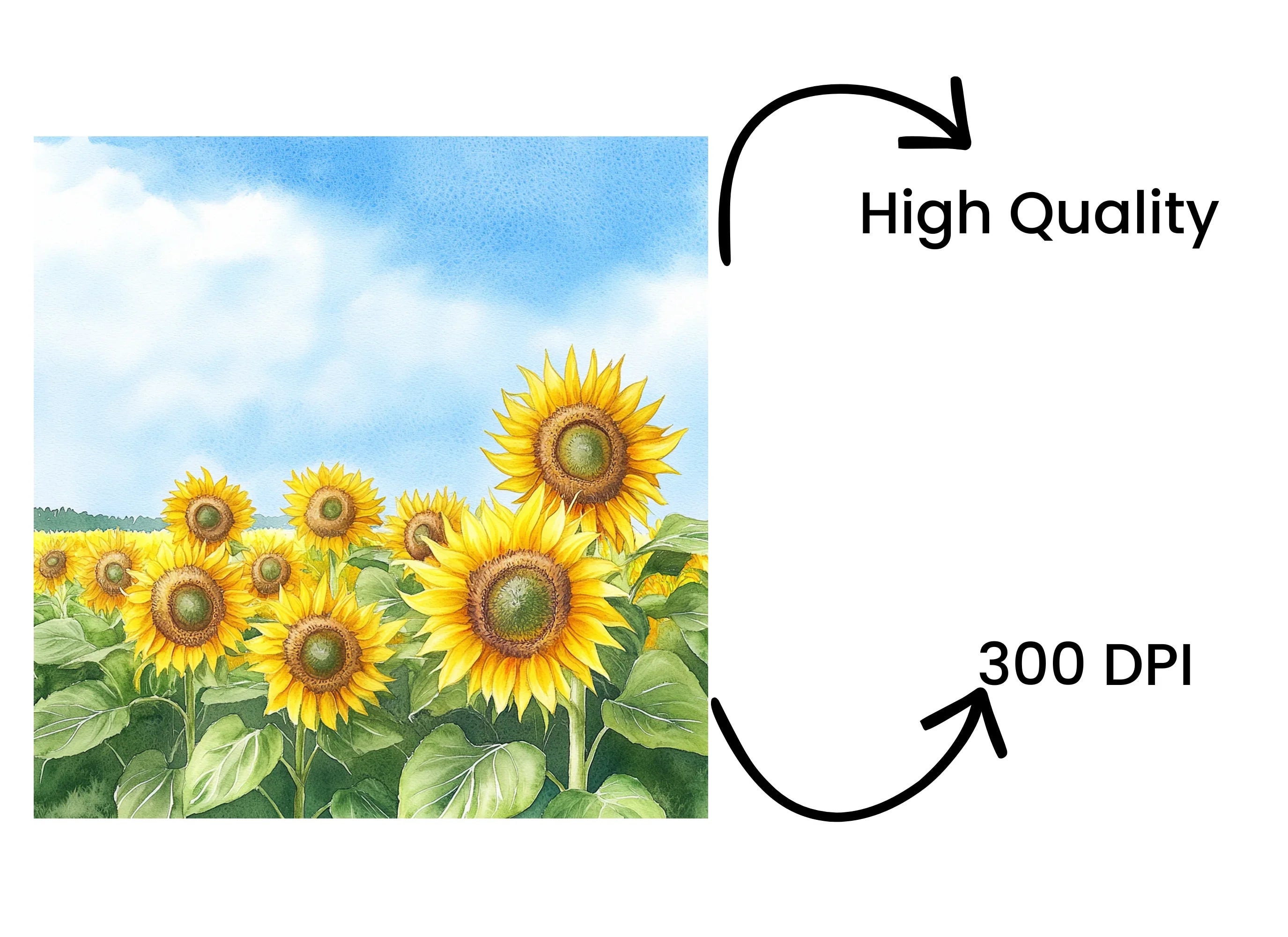 Sunflower Field Clipart Bundle