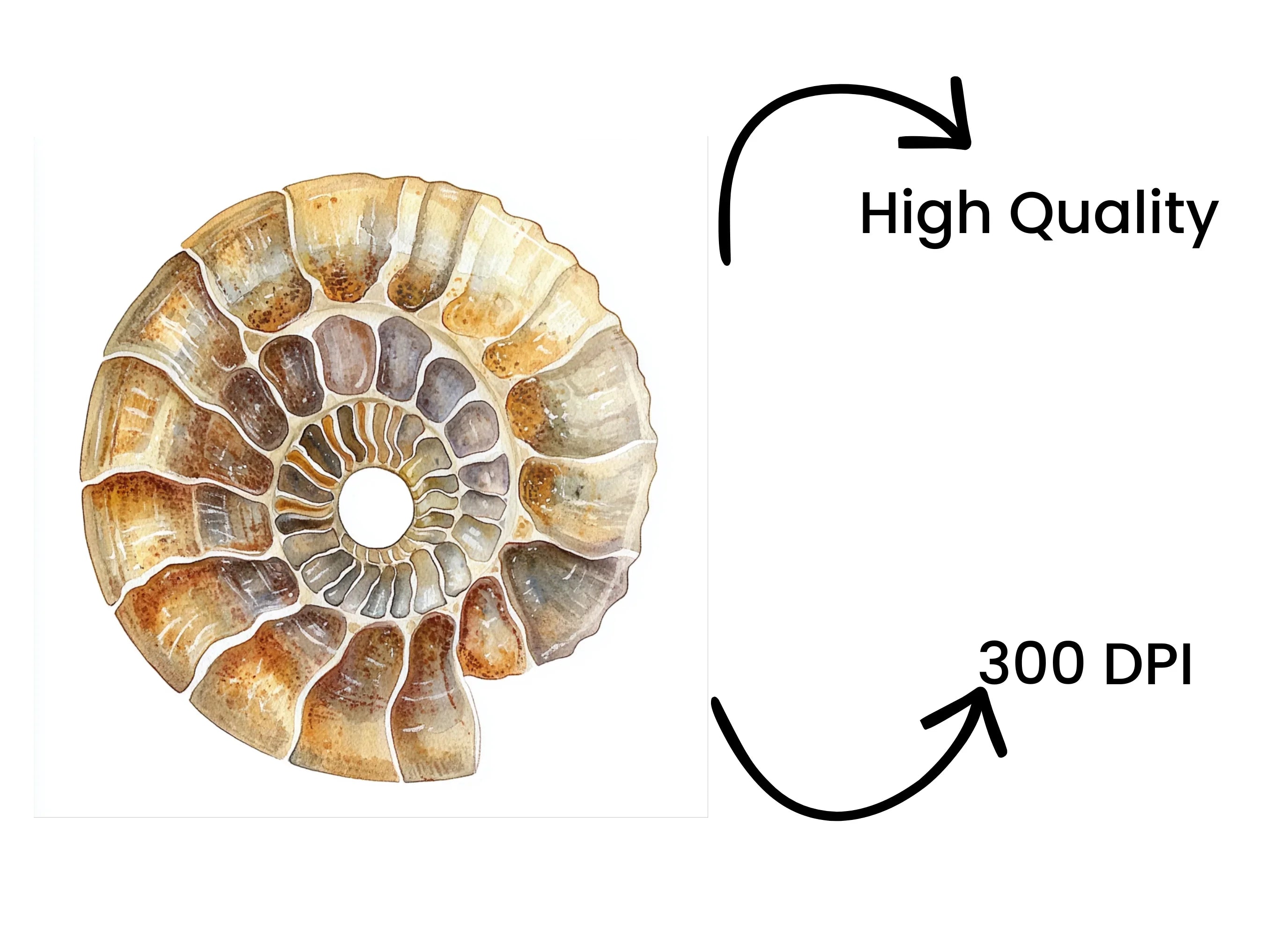 Ammonite Fossil Clipart Bundle