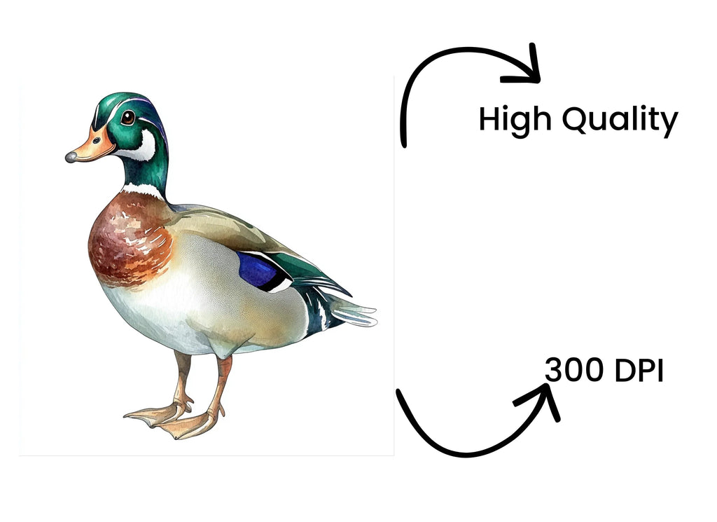 Mallard Duck Clipart Bundle