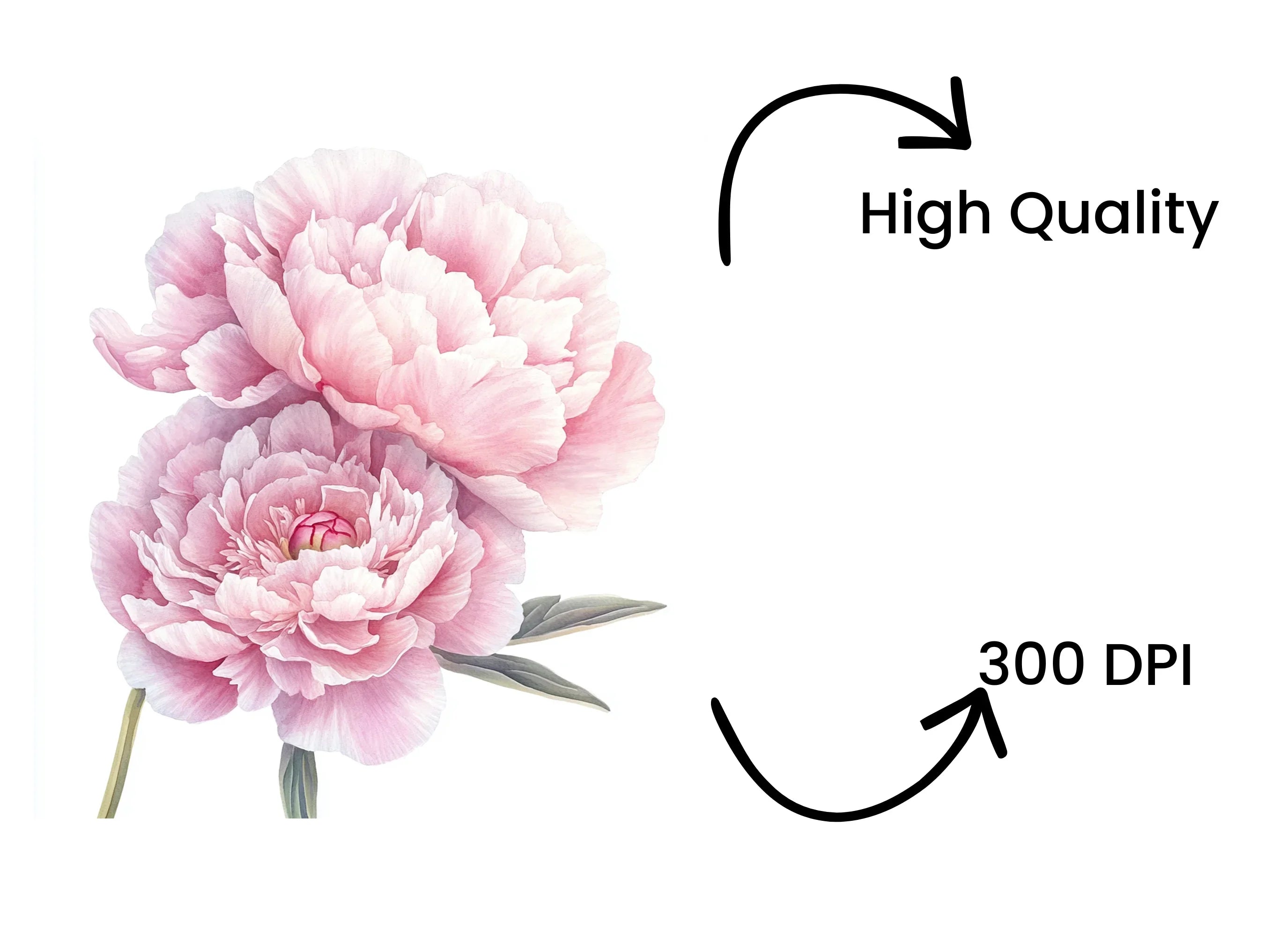 Pink Peony Bouquet Clipart Bundle