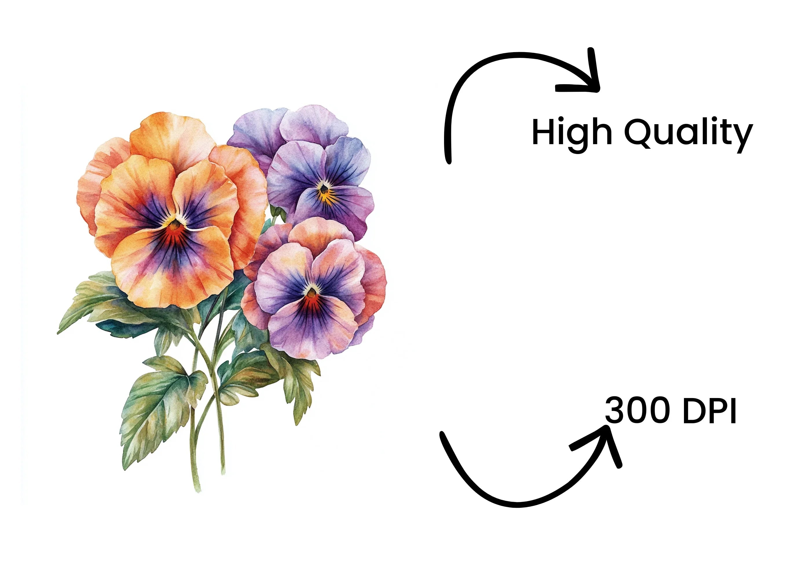 Vibrant Pansy Clipart Bundle
