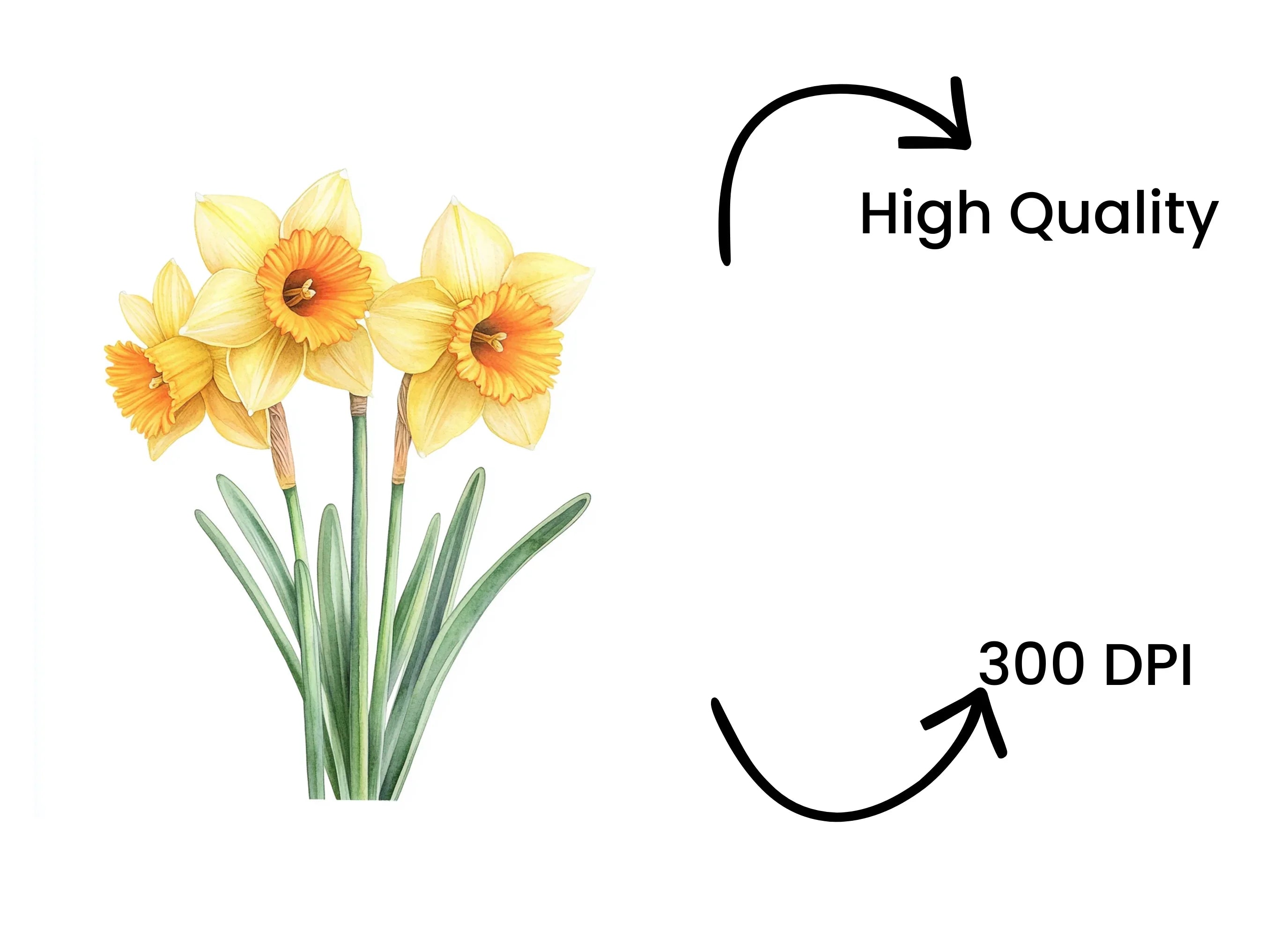 Daffodil Clipart Bundle