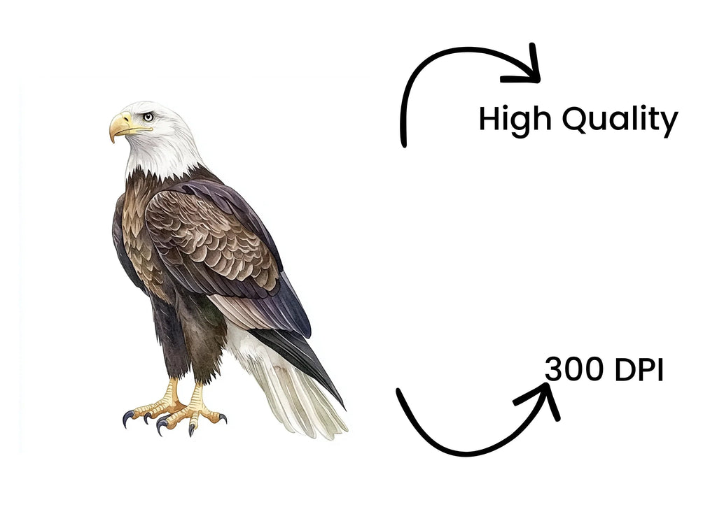 Realistic Bald Eagle Clipart Bundle