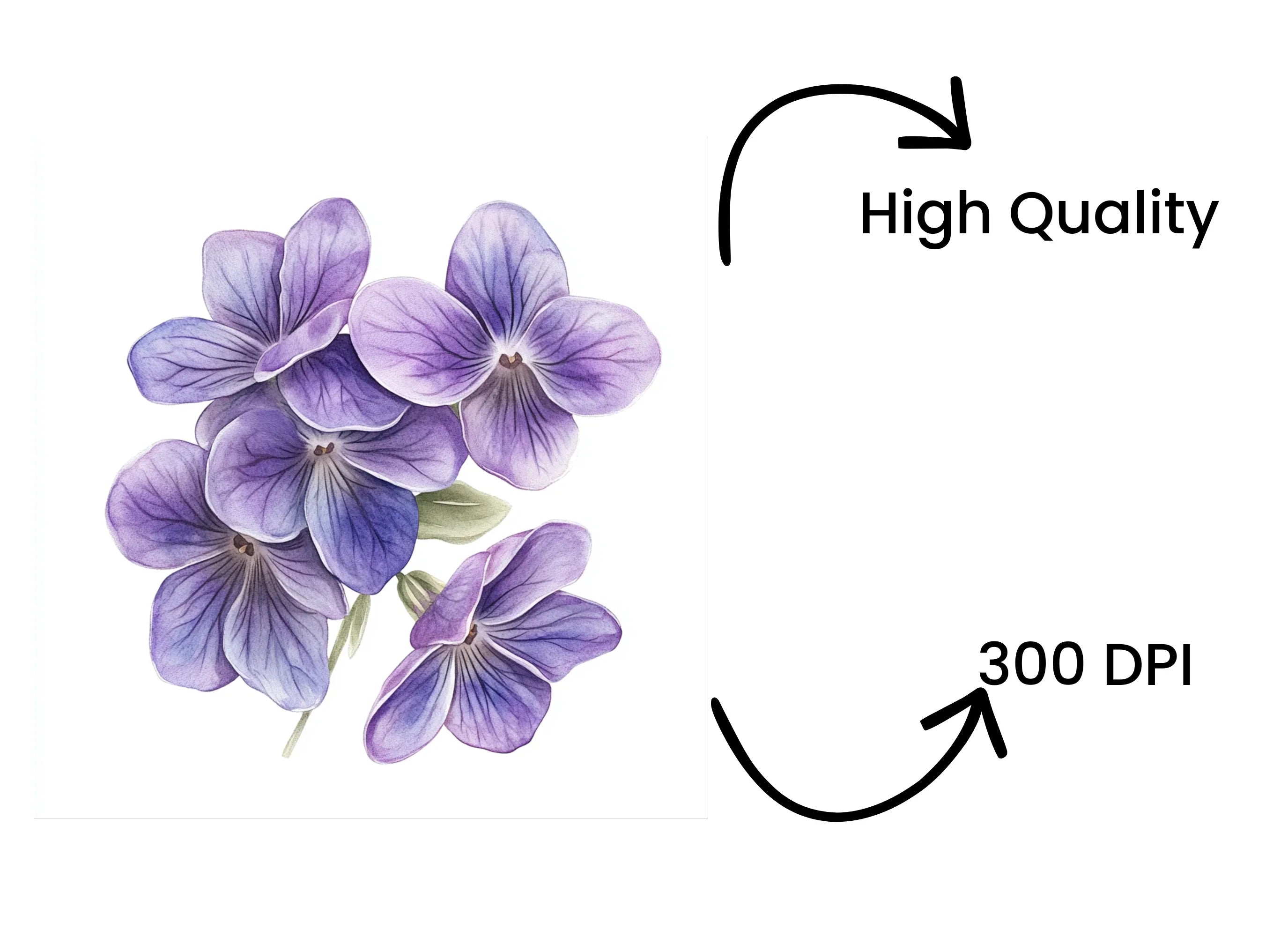 Violet Flower Clipart Bundle