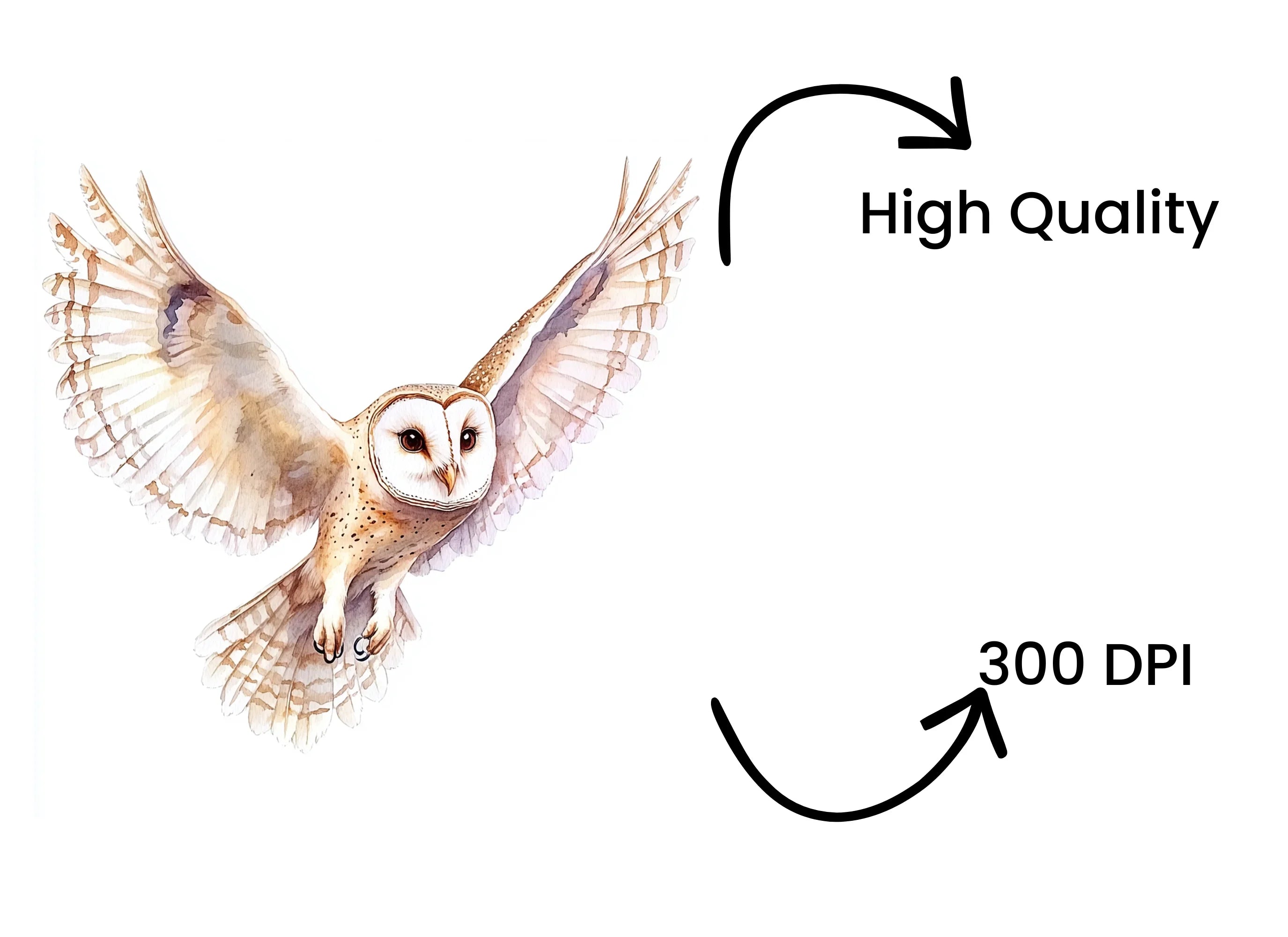 Graceful Barn Owl In Flight Clipart Bundle