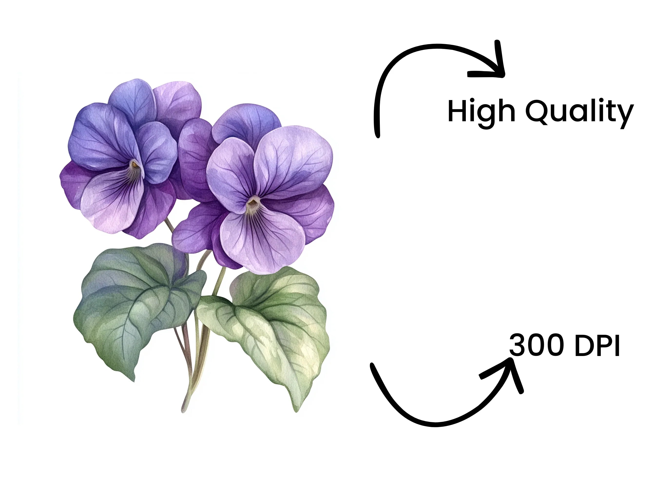 Purple Pansy Flower Clipart Bundle