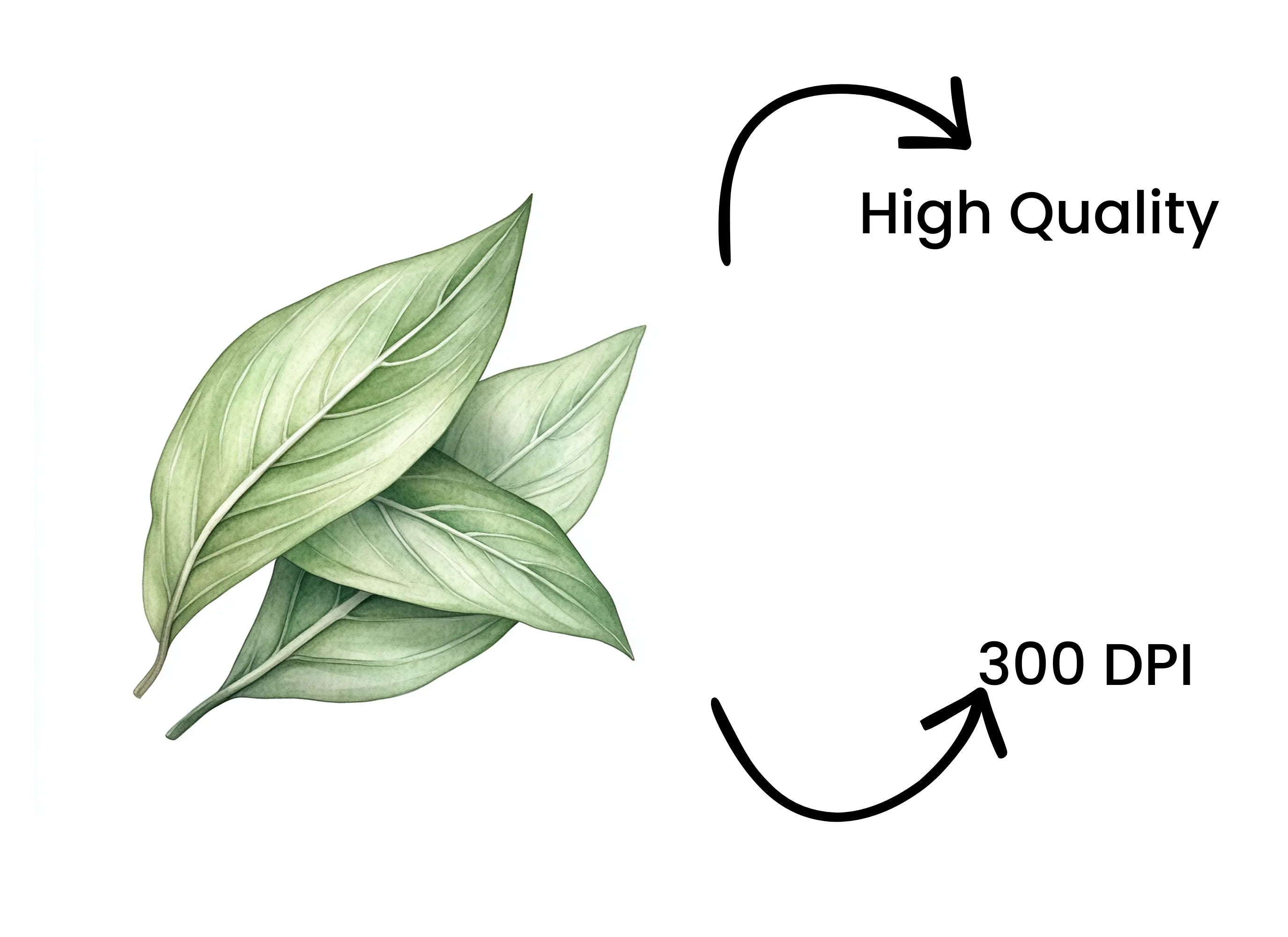 Fresh Green Leaf Illustrations Clipart Bundle