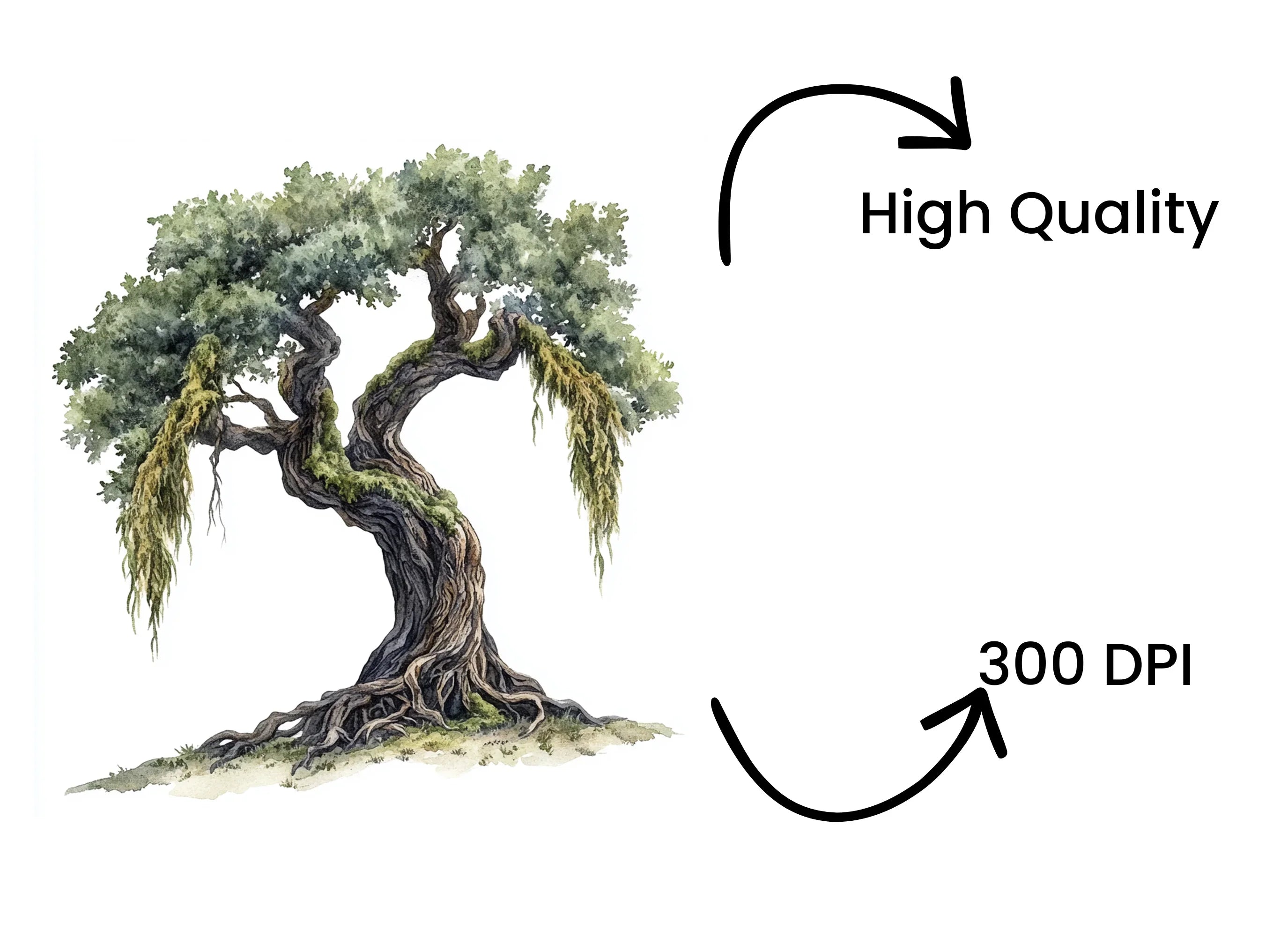 Ancient Oak Tree Clipart Bundle