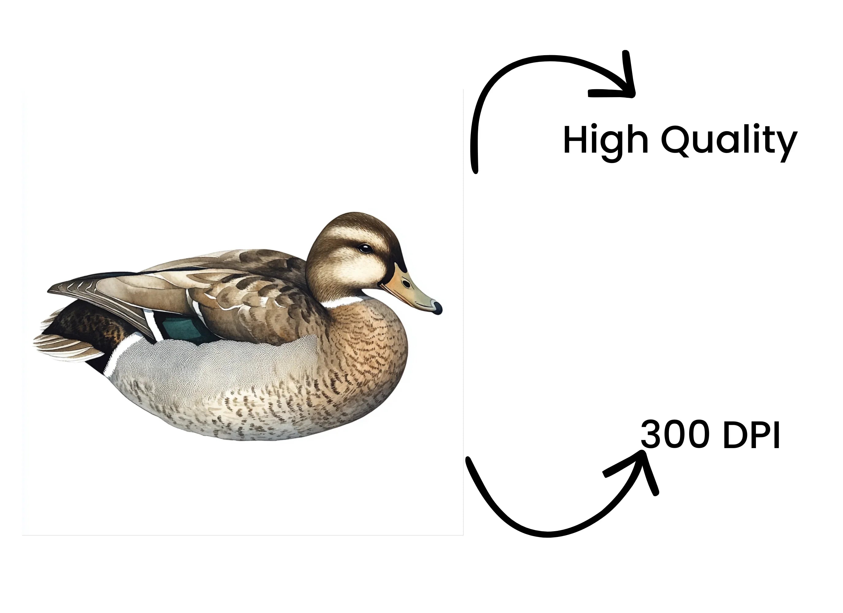 Mallard Duck Clipart Bundle