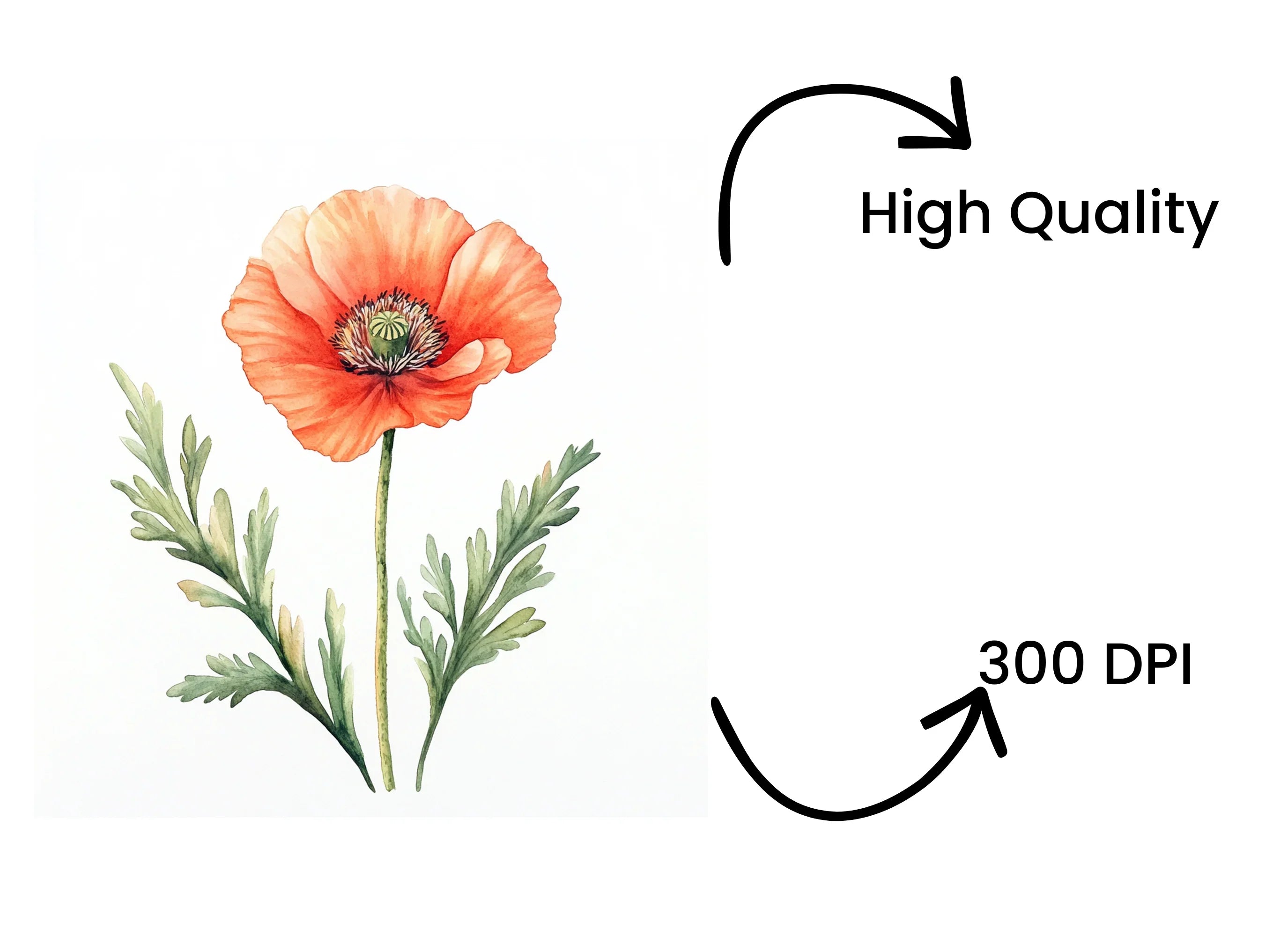 Poppy Flower Clipart Bundle