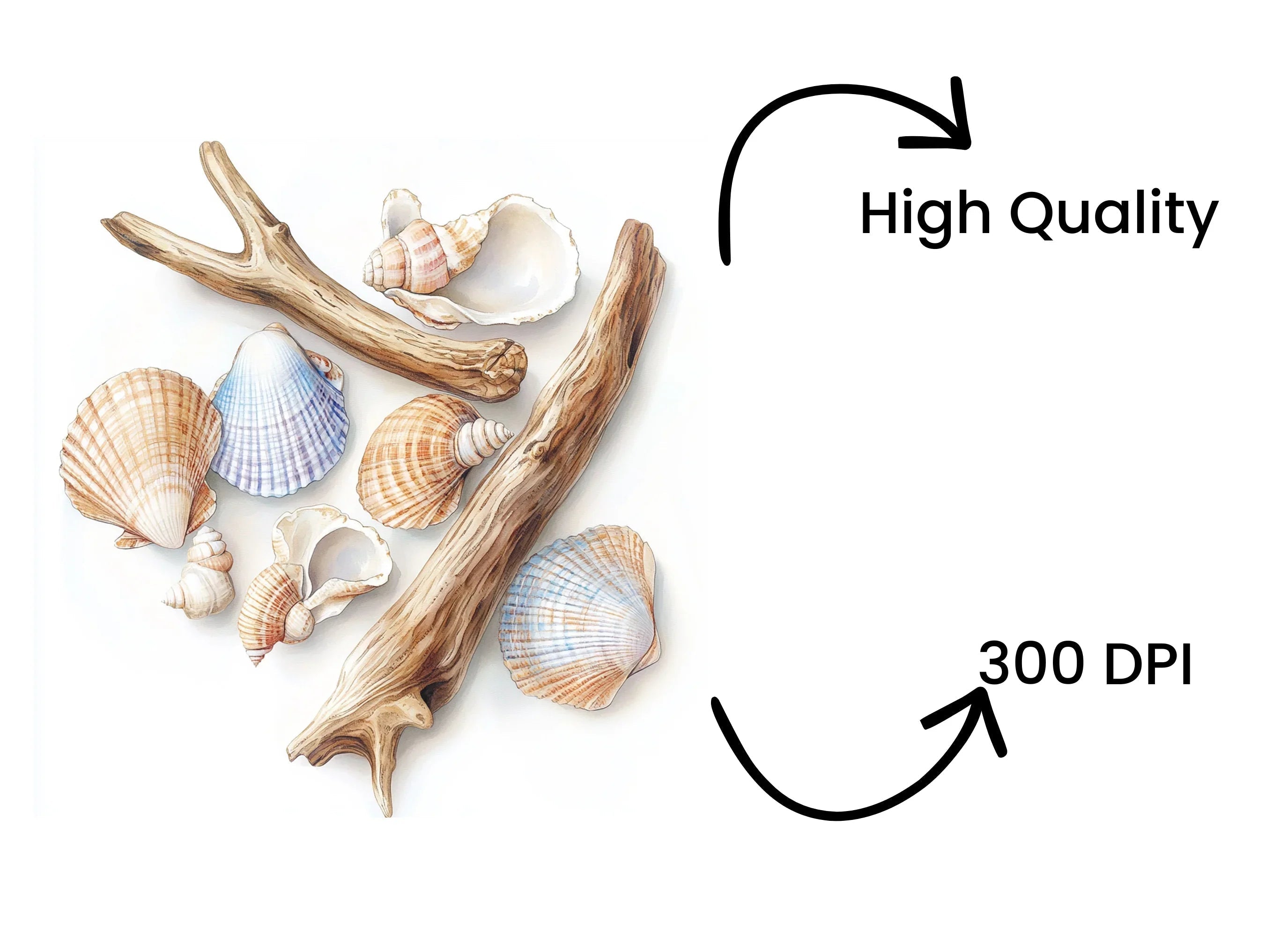 Seashells Starfish Clipart Bundle
