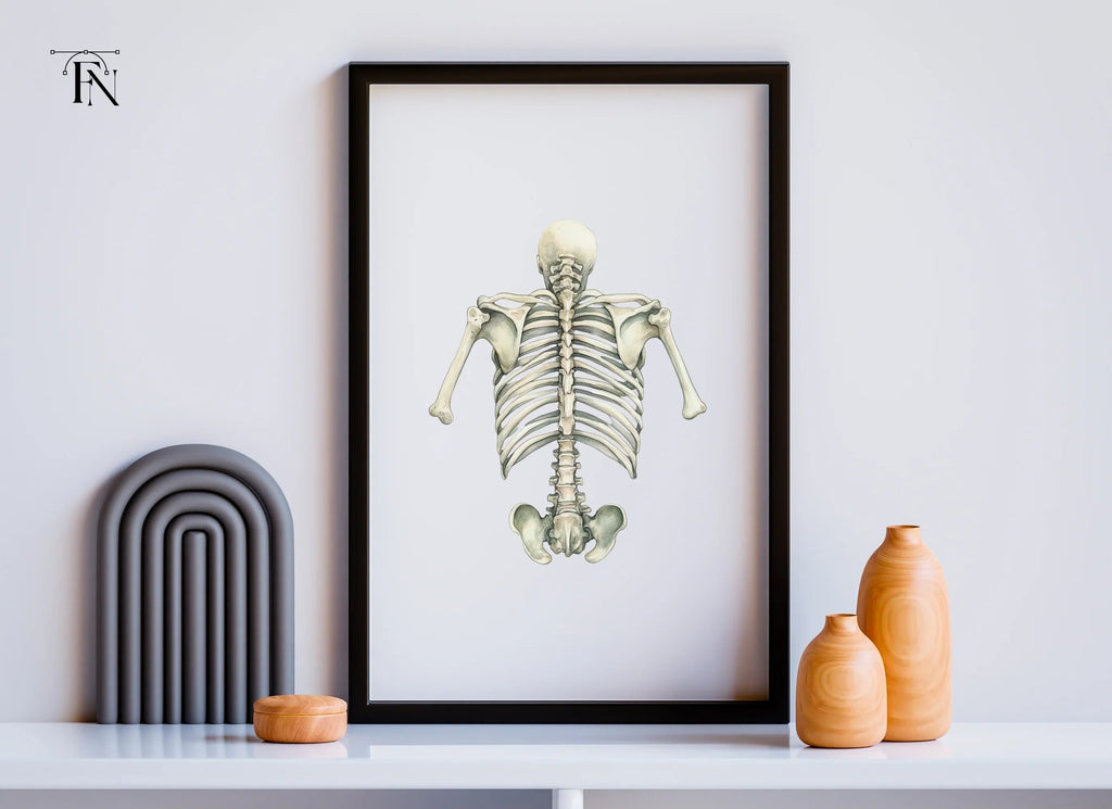Human Torso Skeleton Back View Clipart Bundle