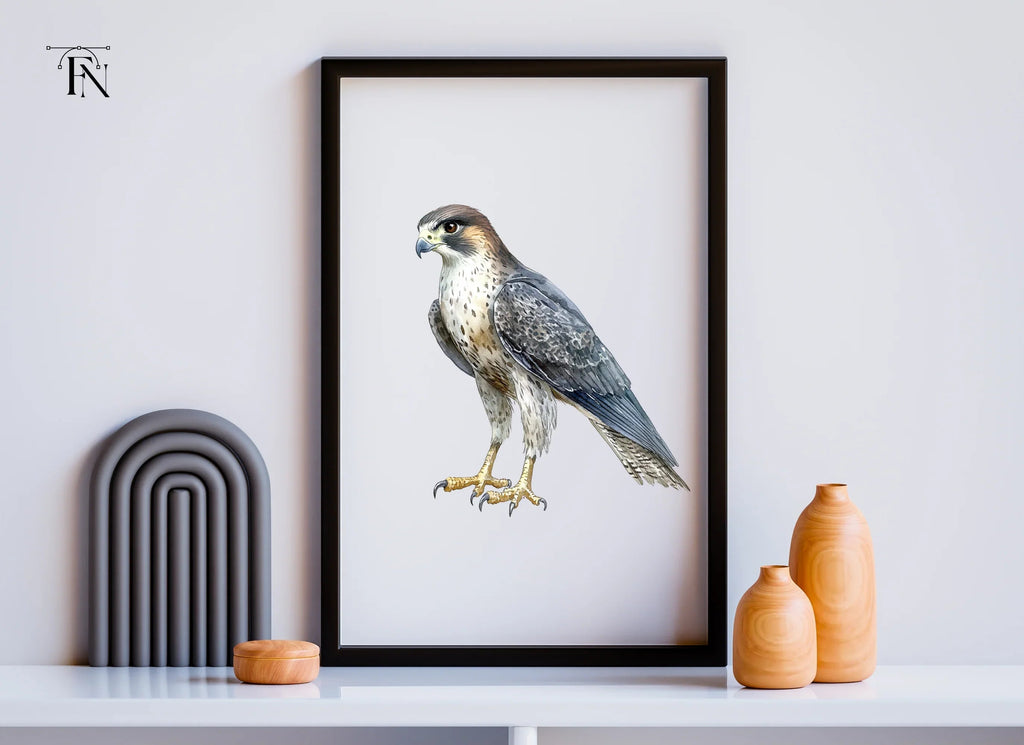 Peregrine Falcon Clipart Bundle
