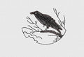Crow Embroidery Design