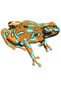 Qota Frog Beauty Colour Embroidery Design